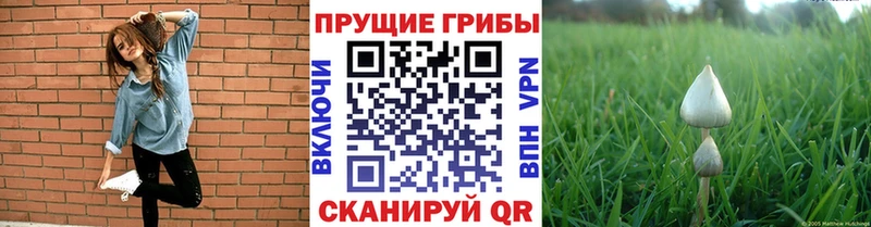 Галлюциногенные грибы MAGIC MUSHROOMS  Купить закладки  Волжск 
